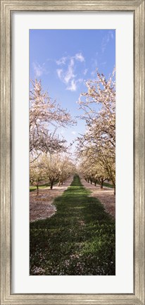 Framed Almond trees in an orchard, Central Valley, California, USA Print