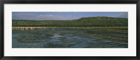 Framed Flock of flamingos in a lake, Lake Nakuru, Great Rift Valley, Lake Nakuru National Park, Kenya Print