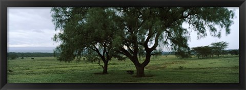 Framed Trees on a landscape, Lake Nakuru National Park, Great Rift Valley, Kenya Print