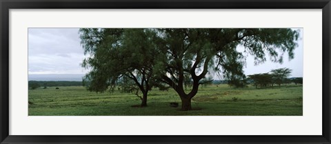 Framed Trees on a landscape, Lake Nakuru National Park, Great Rift Valley, Kenya Print