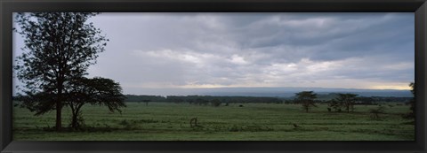 Framed Lake Nakuru National Park, Great Rift Valley, Kenya Print