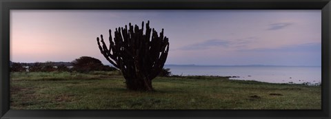 Framed Silhouette of a cactus at the lakeside, Lake Victoria, Great Rift Valley, Kenya Print