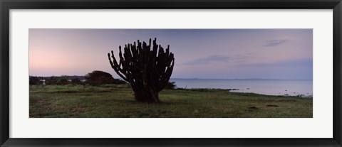 Framed Silhouette of a cactus at the lakeside, Lake Victoria, Great Rift Valley, Kenya Print