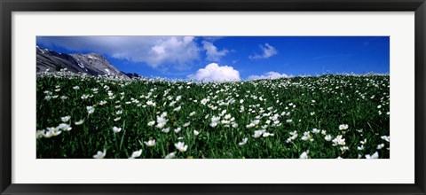 Framed White flowers in a field, French Riviera, Provence-Alpes-Cote d&#39;Azur, France Print