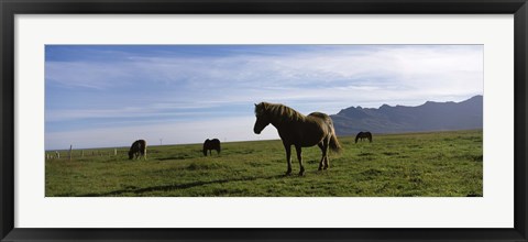 Framed Icelandic horses in a field, Svinafell, Iceland Print