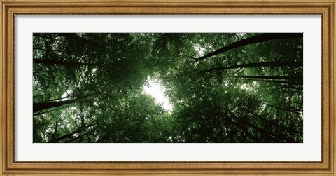 Framed View of Sky through Beech trees, Germany Print