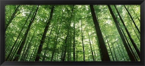 Framed Low angle view of beech trees, Baden-Wurttemberg, Germany Print