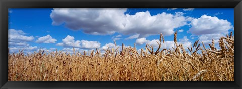 Framed Wheat crop growing in a field, near Edmonton, Alberta, Canada Print