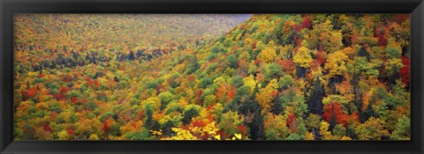 Framed Mountain forest in autumn, Nova Scotia, Canada Print