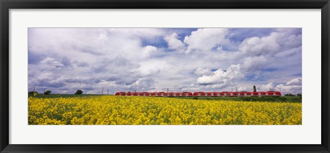 Framed Commuter train passing through oilseed rape (Brassica napus) fields, Baden-Wurttemberg, Germany Print