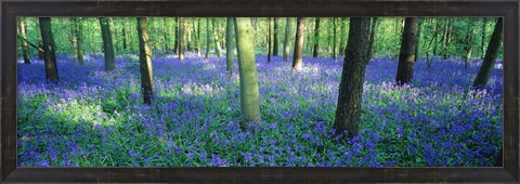 Framed Bluebells in a forest, Charfield, Gloucestershire, England Print