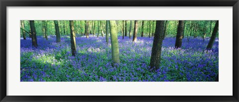 Framed Bluebells in a forest, Charfield, Gloucestershire, England Print