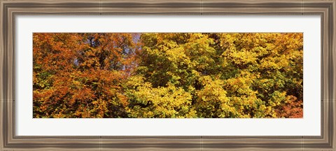 Framed Autumnal trees in a park, Ludwigsburg Park, Ludwigsburg, Baden-Wurttemberg, Germany Print