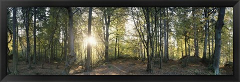 Framed Trees in a forest, Black Forest, Freiburg im Breisgau, Baden-Wurttemberg, Germany Print