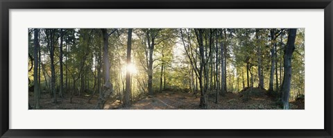 Framed Trees in a forest, Black Forest, Freiburg im Breisgau, Baden-Wurttemberg, Germany Print