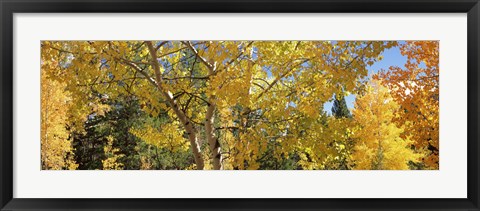 Framed Aspen trees with foliage in autumn, Colorado, USA Print