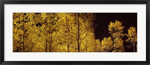 Framed Aspen trees in autumn with night sky, Colorado, USA Print