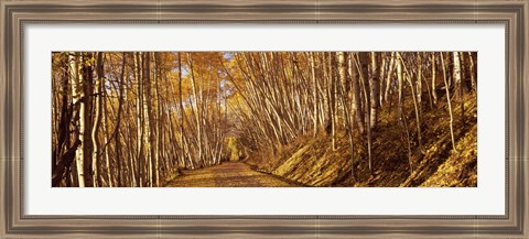 Framed Road in the Forest, Colorado Print