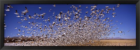 Framed Snow Geest, Bosque del Apache National Wildlife Reserve, New Mexico, USA Print