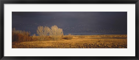 Framed Flock of Snow, Bosque del Apache National Wildlife Reserve, Socorro County, New Mexico Print