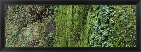 Framed Ferns and moss covered hill, Columbia River Gorge, Oregon, USA Print