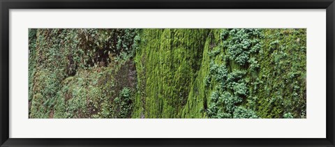 Framed Ferns and moss covered hill, Columbia River Gorge, Oregon, USA Print