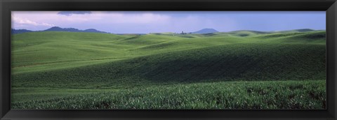 Framed Wheat field on a rolling landscape, near Pullman, Washington State, USA Print