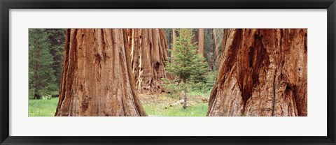 Framed Sapling among full grown Sequoias, Sequoia National Park, California, USA Print