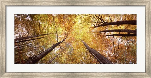 Framed Low angle view of trees with yellow foliage, Bavaria, Germany Print