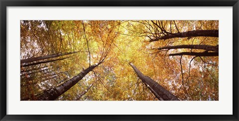 Framed Low angle view of trees with yellow foliage, Bavaria, Germany Print