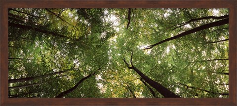 Framed Low angle view of trees with green foliage, Bavaria, Germany Print