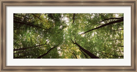 Framed Low angle view of trees with green foliage, Bavaria, Germany Print