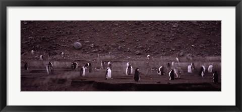 Framed Penguins make their way to the colony, Baily Head, Deception Island, South Shetland Islands, Antarctica Print