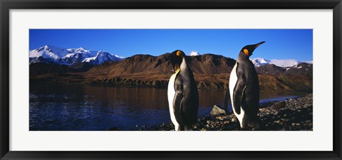 Framed Two King penguins on shore of Cumberland Bay East, King Edward Point, Cumberland Bay, South Georgia Island Print