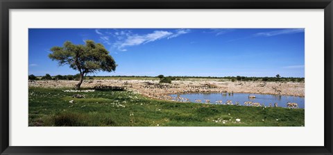 Framed Wild animals at a waterhole, Okaukuejo, Etosha National Park, Kunene Region, Namibia Print