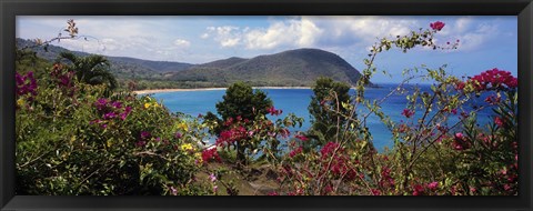 Framed Tropical flowers at the seaside, Deshaies Beach, Deshaies, Guadeloupe Print