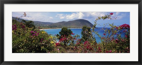 Framed Tropical flowers at the seaside, Deshaies Beach, Deshaies, Guadeloupe Print