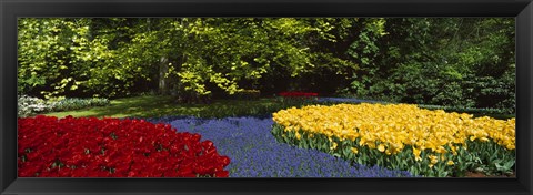 Framed Flowers in a garden, Keukenhof Gardens, Lisse, Netherlands Print