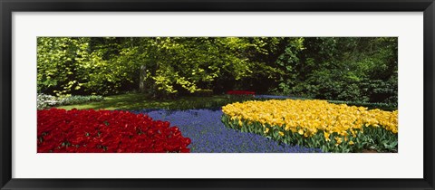 Framed Flowers in a garden, Keukenhof Gardens, Lisse, Netherlands Print