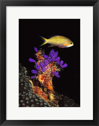 Framed Bluebell tunicate (Clavelina puertosecensis) and Anthias Fish (Pseudanthias lori) in the sea Print