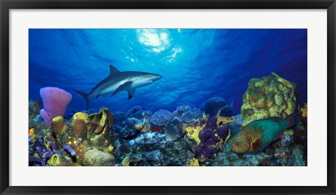 Framed Caribbean Reef shark (Carcharhinus perezi) Rainbow Parrotfish (Scarus guacamaia) in the sea Print