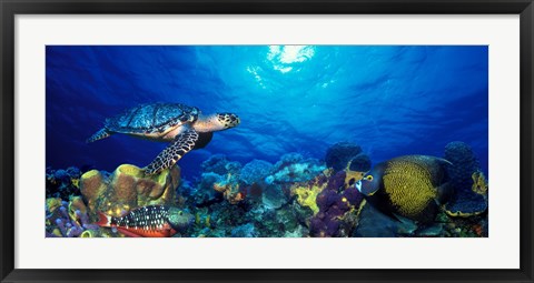 Framed Hawksbill turtle (Eretmochelys Imbricata) and French angelfish (Pomacanthus paru) with Stoplight Parrotfish (Sparisoma viride) Print