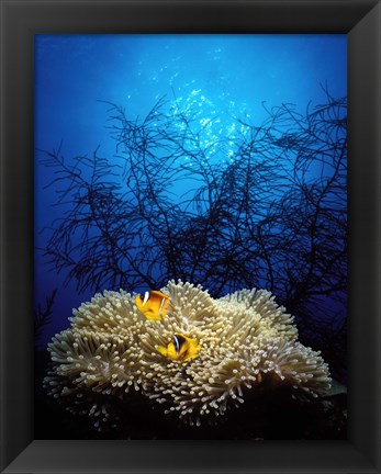 Framed Mat anemone and Allard&#39;s anemonefish (Amphiprion allardi) in the ocean Print