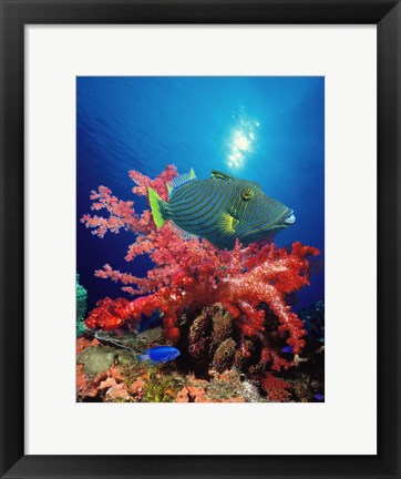 Framed Orange-Lined triggerfish (Balistapus undulatus) and soft corals in the ocean Print