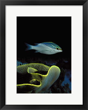 Framed Two-Lined monocle bream (Scolopsis bilineata) and coral in the ocean Print