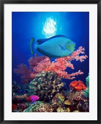 Framed Vlamings unicornfish and Squarespot anthias (Pseudanthias pleurotaenia) with soft corals in the ocean Print