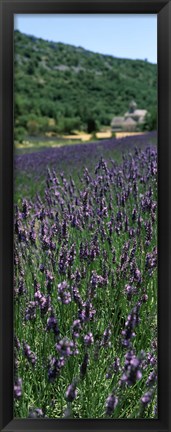 Framed Lavender crop with a monastery in the background, Abbaye De Senanque, Provence-Alpes-Cote d&#39;Azur, France Print