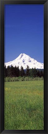 Framed Field with a snowcapped mountain in the background, Mt Hood, Oregon (vertical) Print