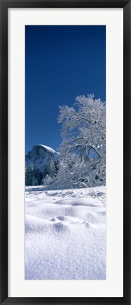 Framed Oak tree and rock formations covered with snow, Half Dome, Yosemite National Park, Mariposa County, California, USA Print