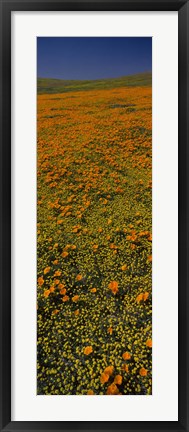 Framed Orange Wildflowers, California Print